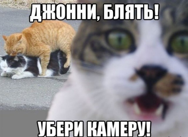 10 брутальных уличных котов