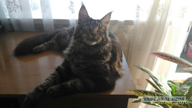 Уже лев или еще кот?