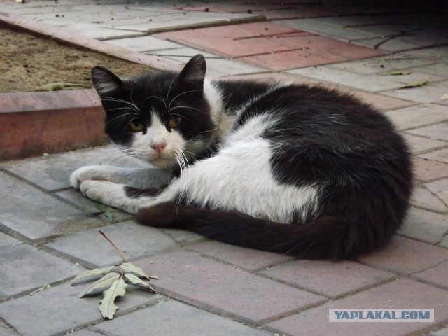 Котовторник 01.11.2016 г.