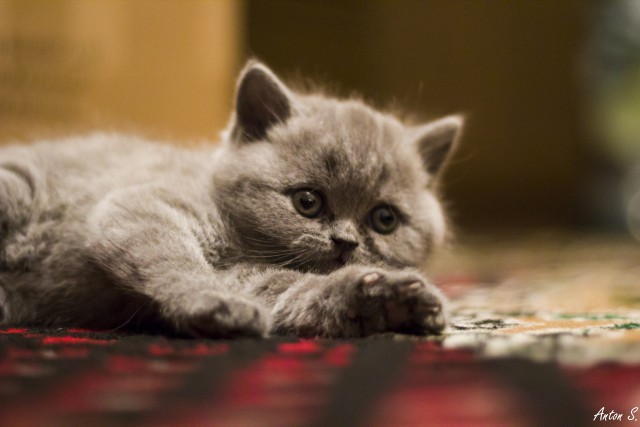 Коты из сети