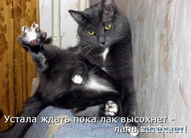 Коты из сети