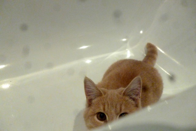 Коты из сети