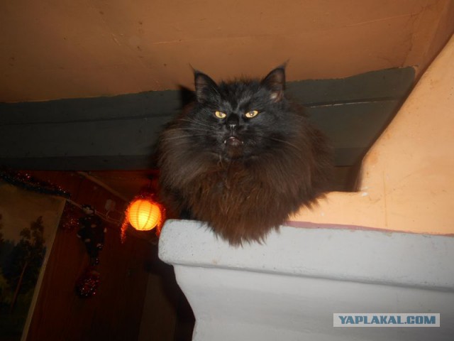 Жизнь домашнего приюта для котеек 149