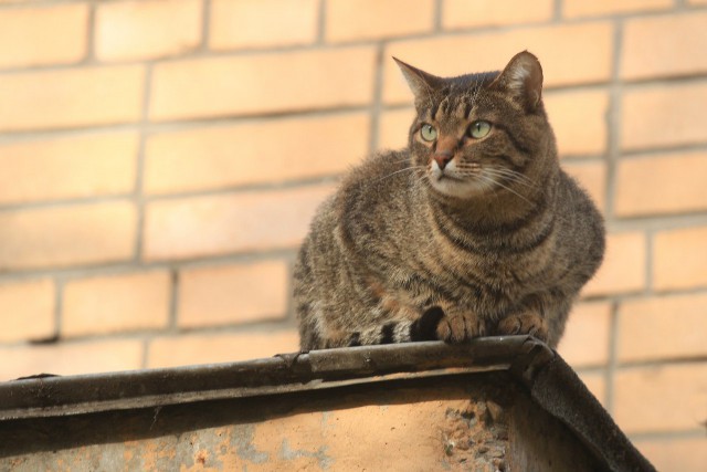 Портреты бродячих котов