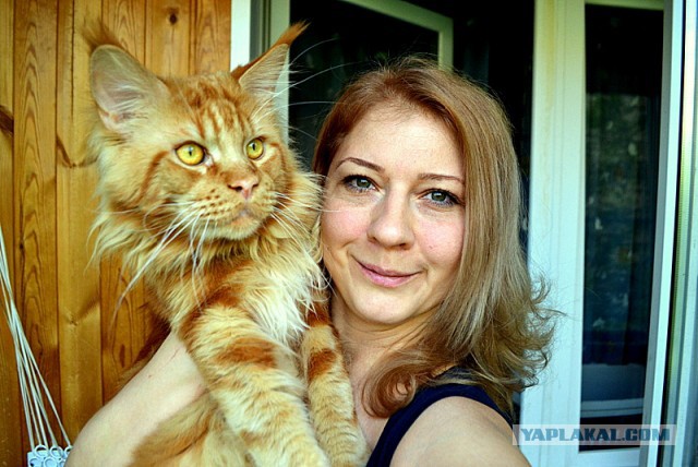Джокер и его семья