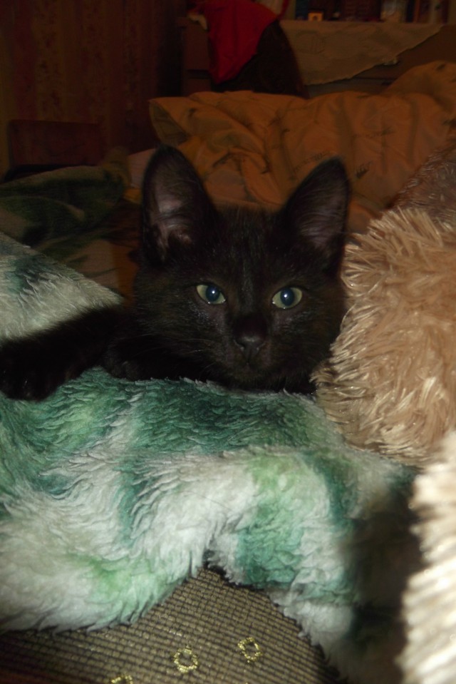 Коты и Кошки