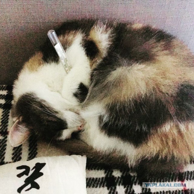Котовторник 03.10.17.