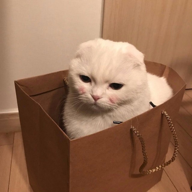 Коты и Кошки