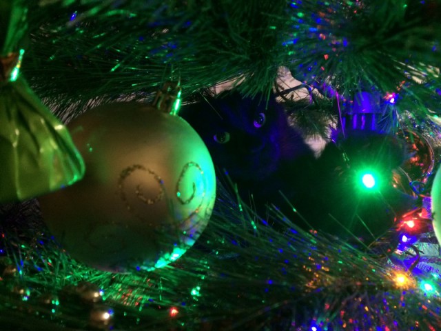 Фотографии кошек на новогодних елках начинают заполнять интернет