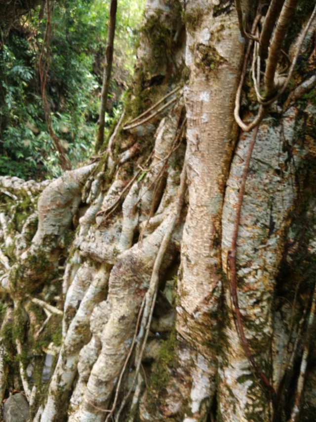 К живым мостам и обратно. Заметки из Индии