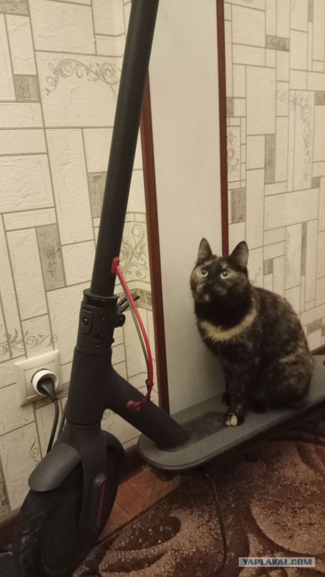 Котовторник  01.05.2018