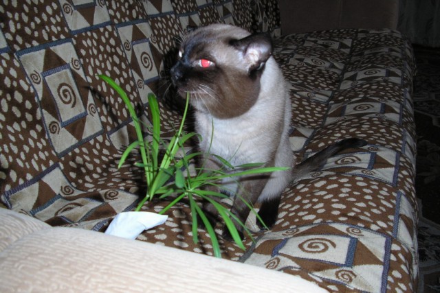 Котовторник на ЯПлакалъ (27.05.08), прикольные коты, добавляем свои!