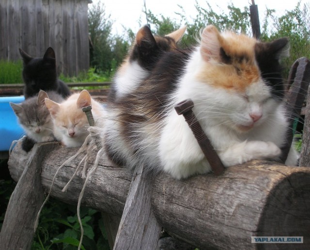 Котовторник в ЯПонии (58 фот)