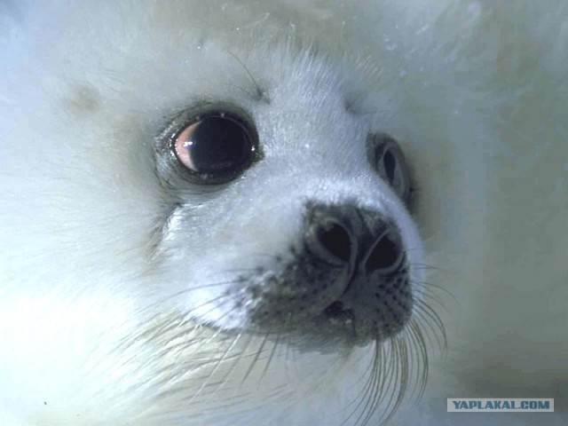 Белый комочек счастья
