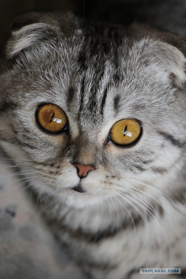 Котовторник!