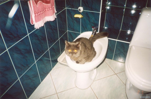 Десантный котовторник