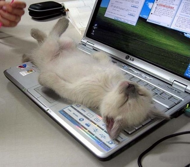 Котейко в отпуске