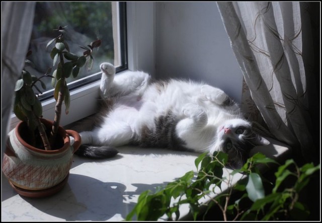 Профессиональный котовторник