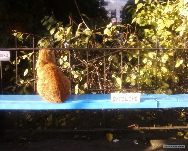 Котовторник! 08.11.11