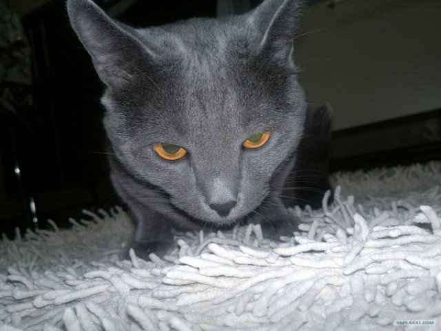 Котовторник 1 мая 2012