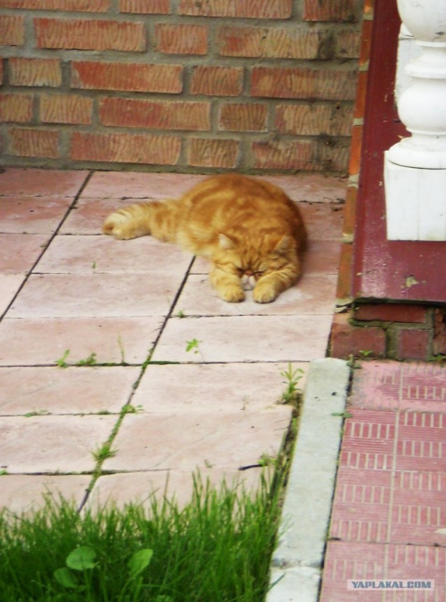 Котовторник на 26.06.12