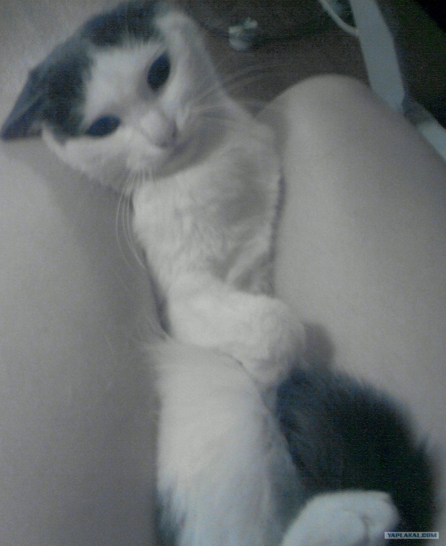 Котовторник 12.02.13