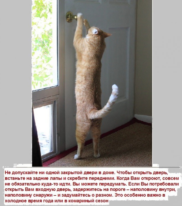 Картинки с надписями и коты, много котов