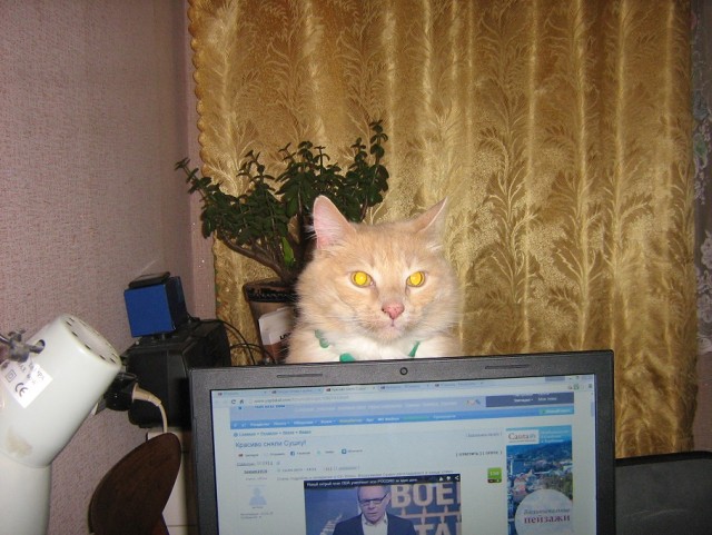 А вы разговариваете с котом?