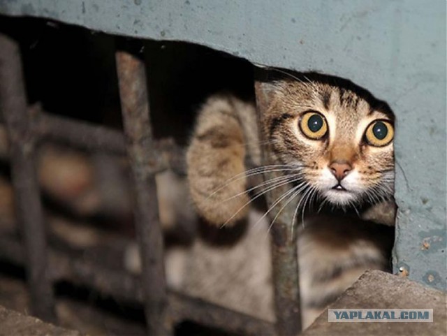 Российские подвалы откроют для кошек