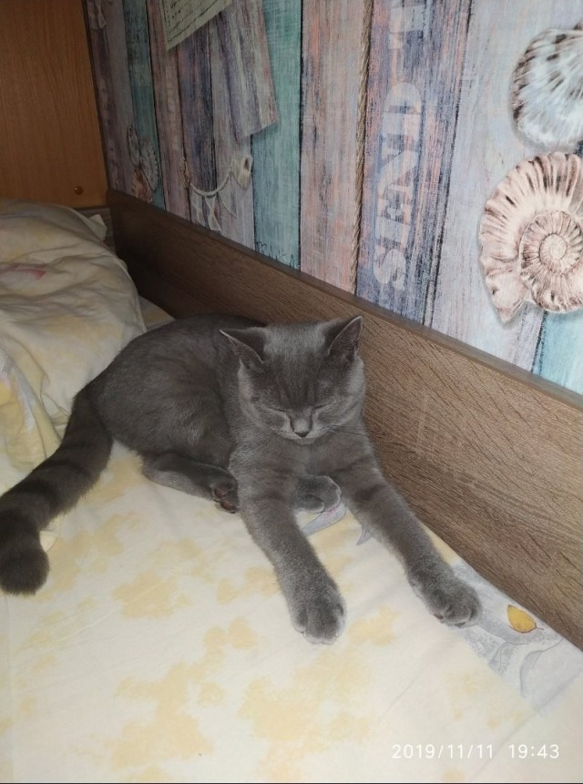 Забавные фото котеек