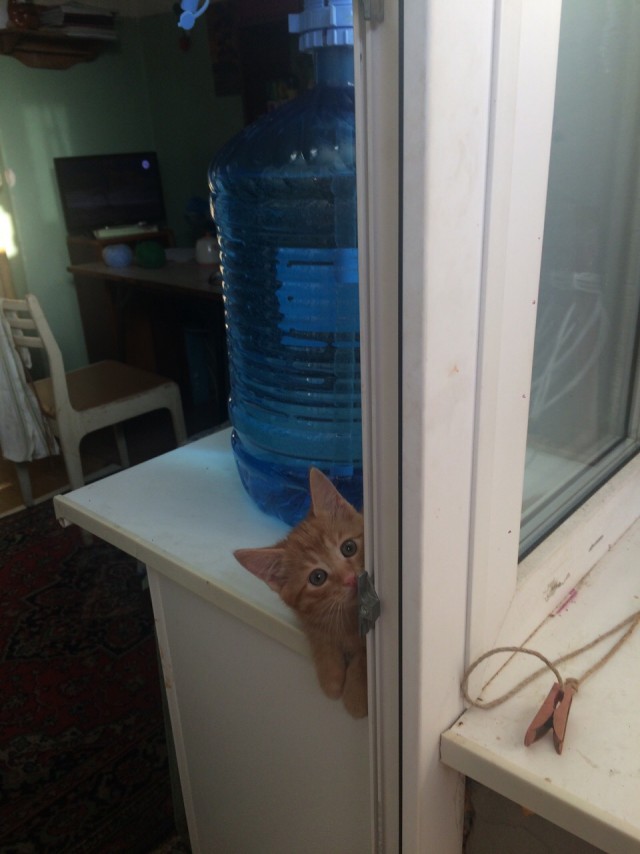 Забавные животные