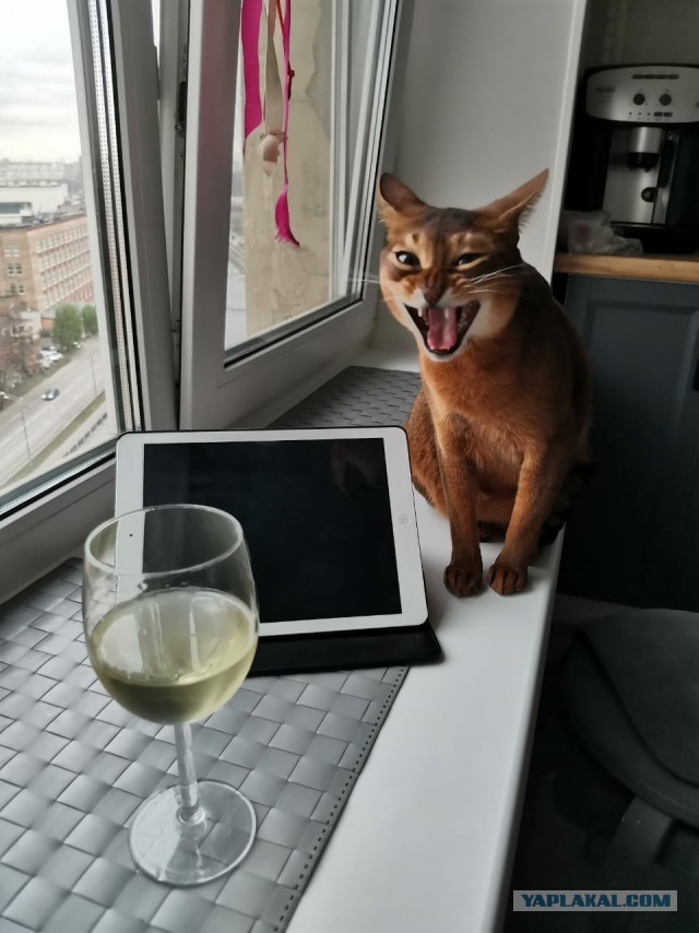 Последний котовторник 2020 года
