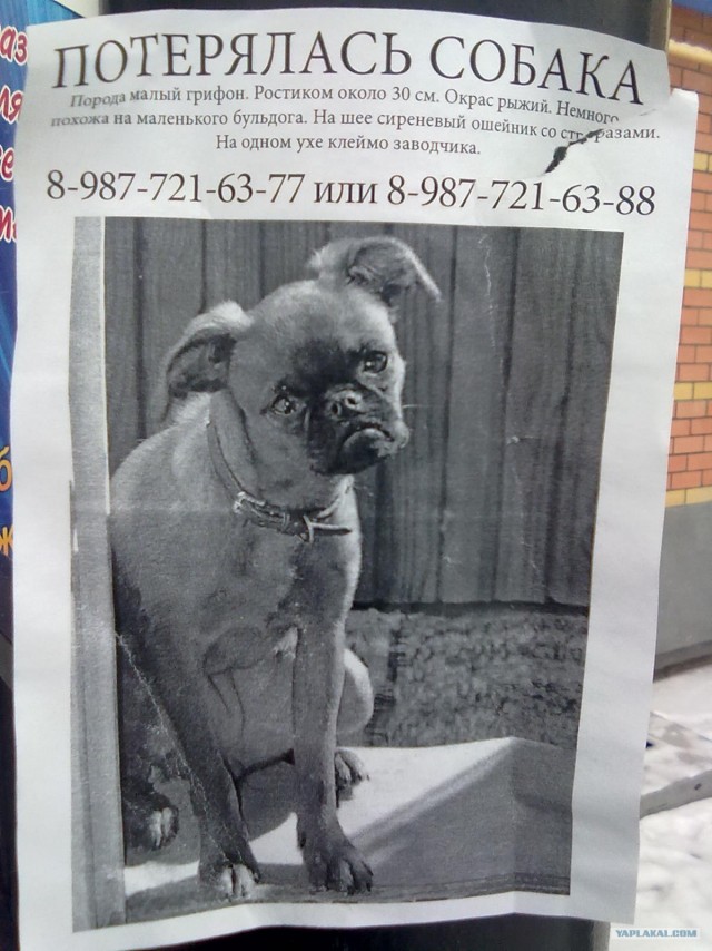 Таксидермия + наркомания