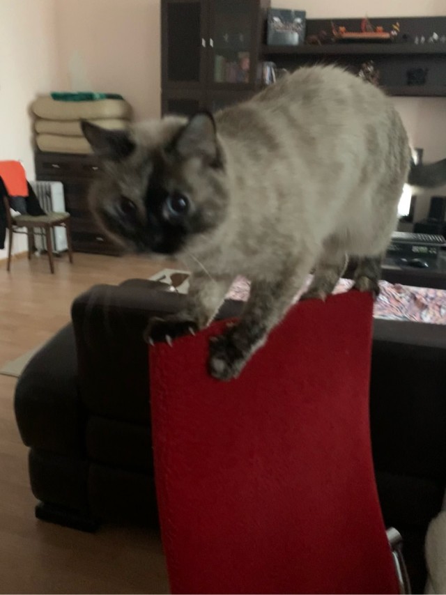 Котовторнику быть!