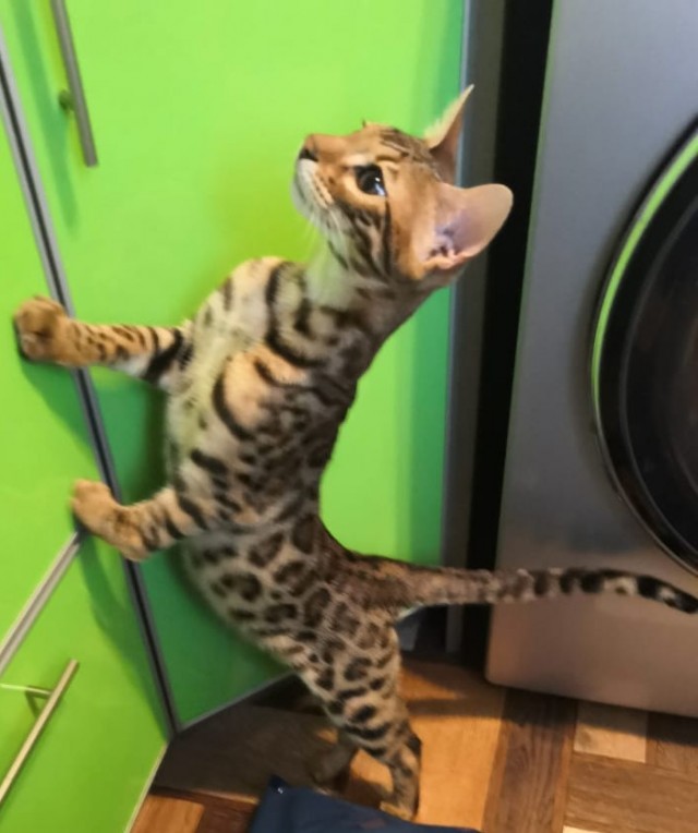 Котовторник!