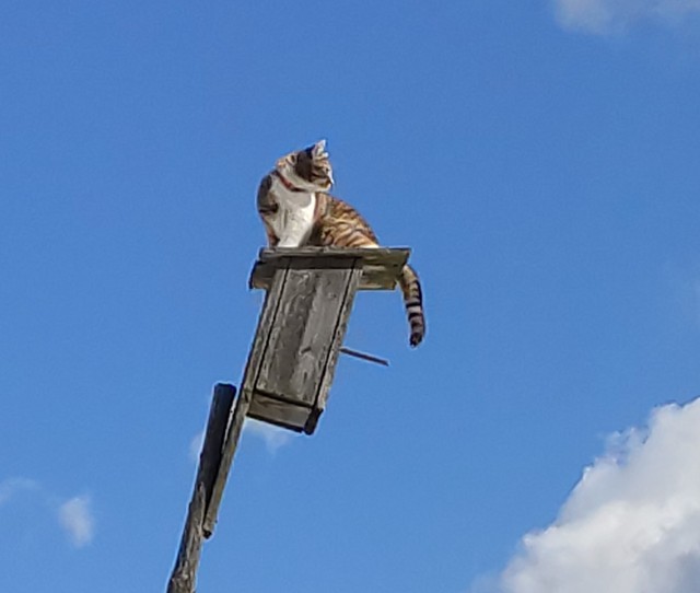 Котовторник же!