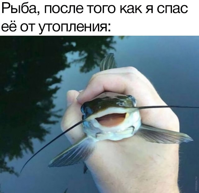 Картинки и мемы для настроения