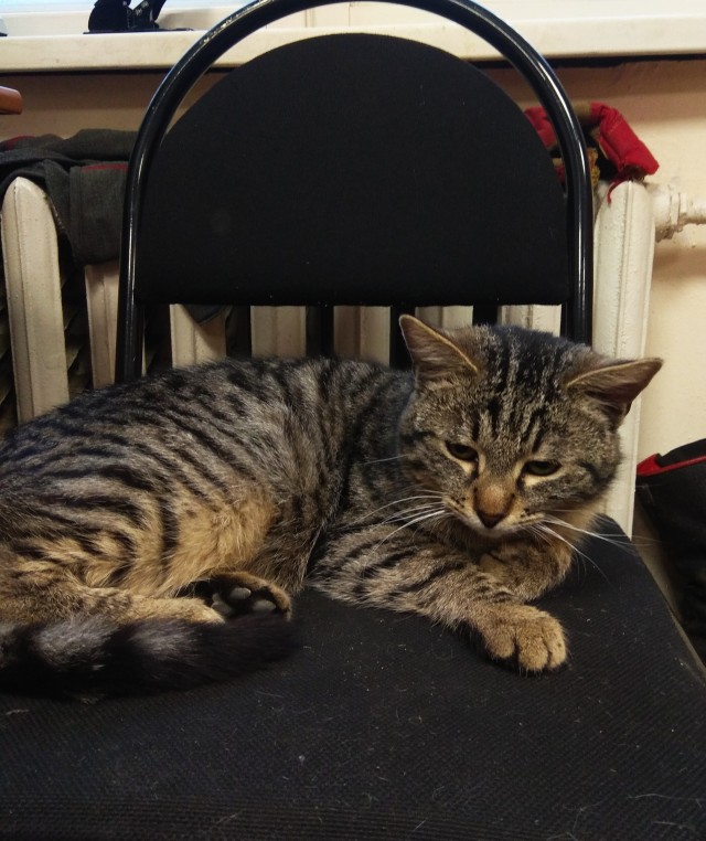 С котовторником!