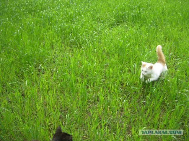 Жизнь домашнего приюта для котеек 344