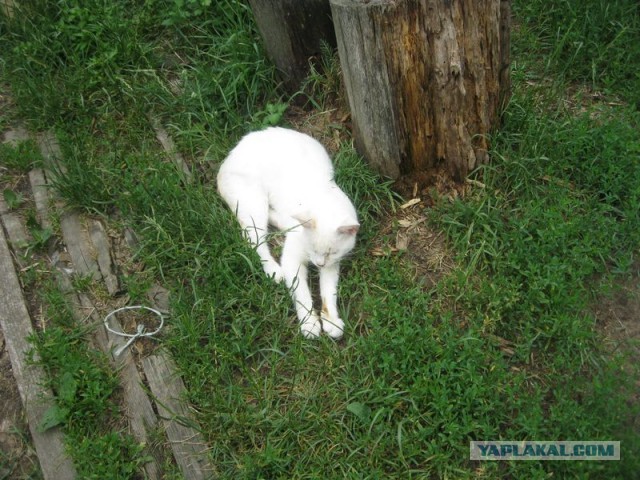 Жизнь домашнего приюта для котеек 349
