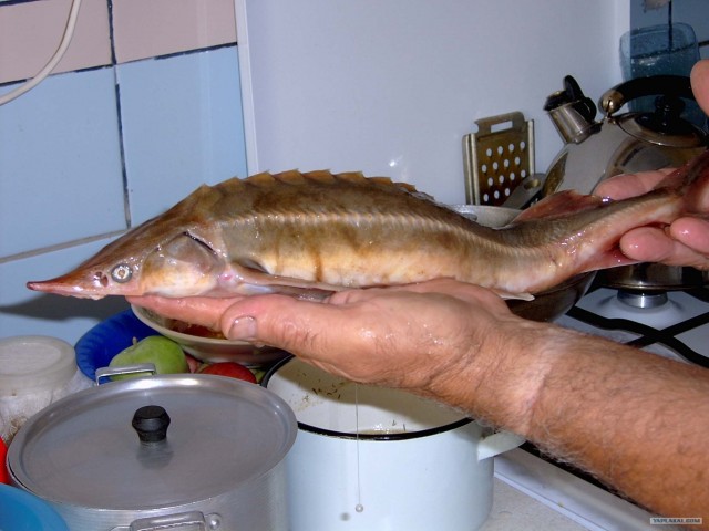 Все из рыбы!