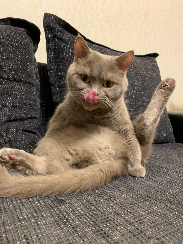 Котовторник