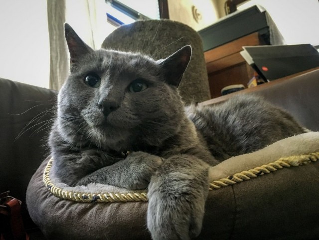 Котовторник так котовторник