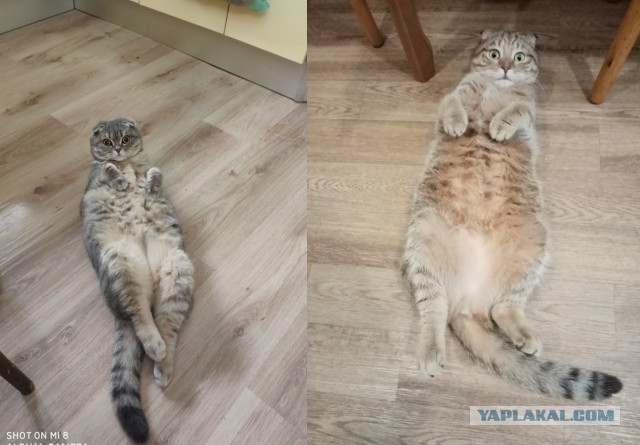 Котовторник 21.12.21