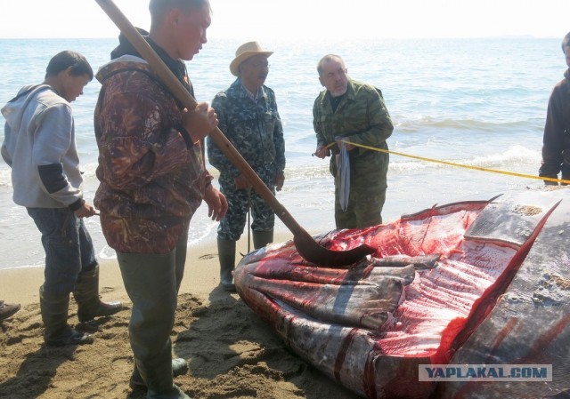 Вот всё подумываю о мультитуле...
