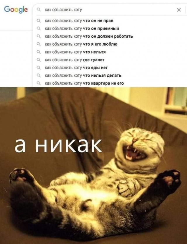 К котофторнику