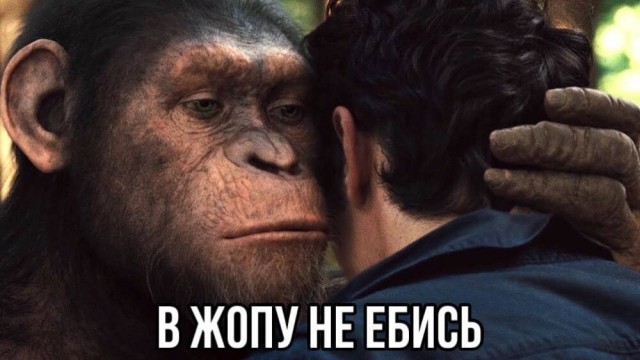 Первый случай заражения оспой обезьян подтвержден в России
