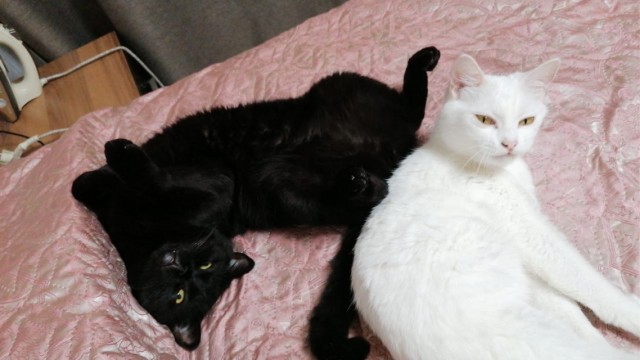 Котовторник 19.07.22
