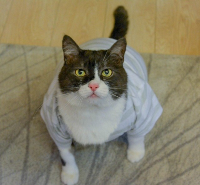 Немного милоты в котовторник
