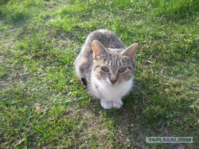 Жизнь домашнего приюта для котеек 416